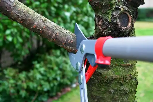 tree services North Wales